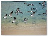 _S0C6319_filteredFULL