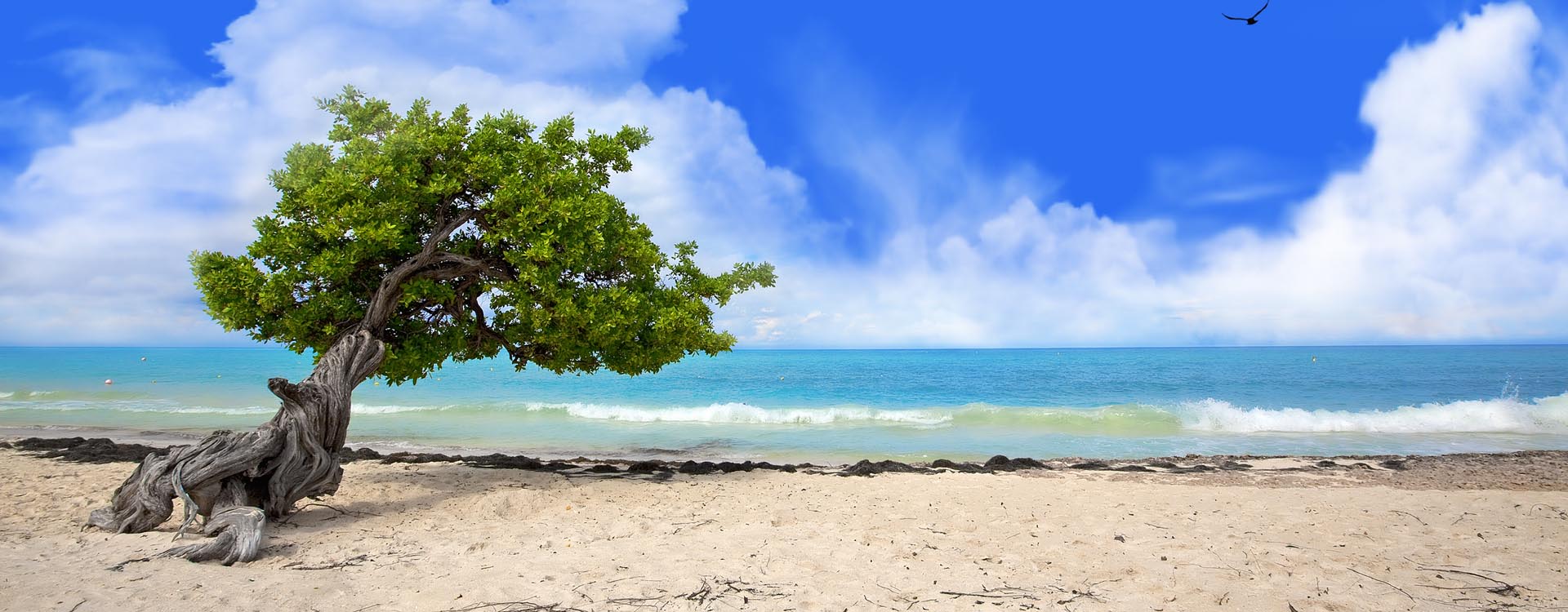 Divi Divi Tree