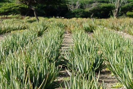 Aloe Vera Plantation aruba